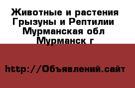 Животные и растения Грызуны и Рептилии. Мурманская обл.,Мурманск г.